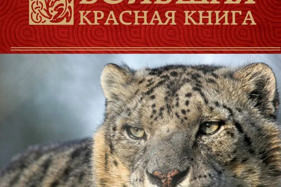 Спасая животных книга. Красная книга россии ирбис. снежный барс книга. красная книга россии животных ирбис. животные внесенные в красную книги россии ирбис.