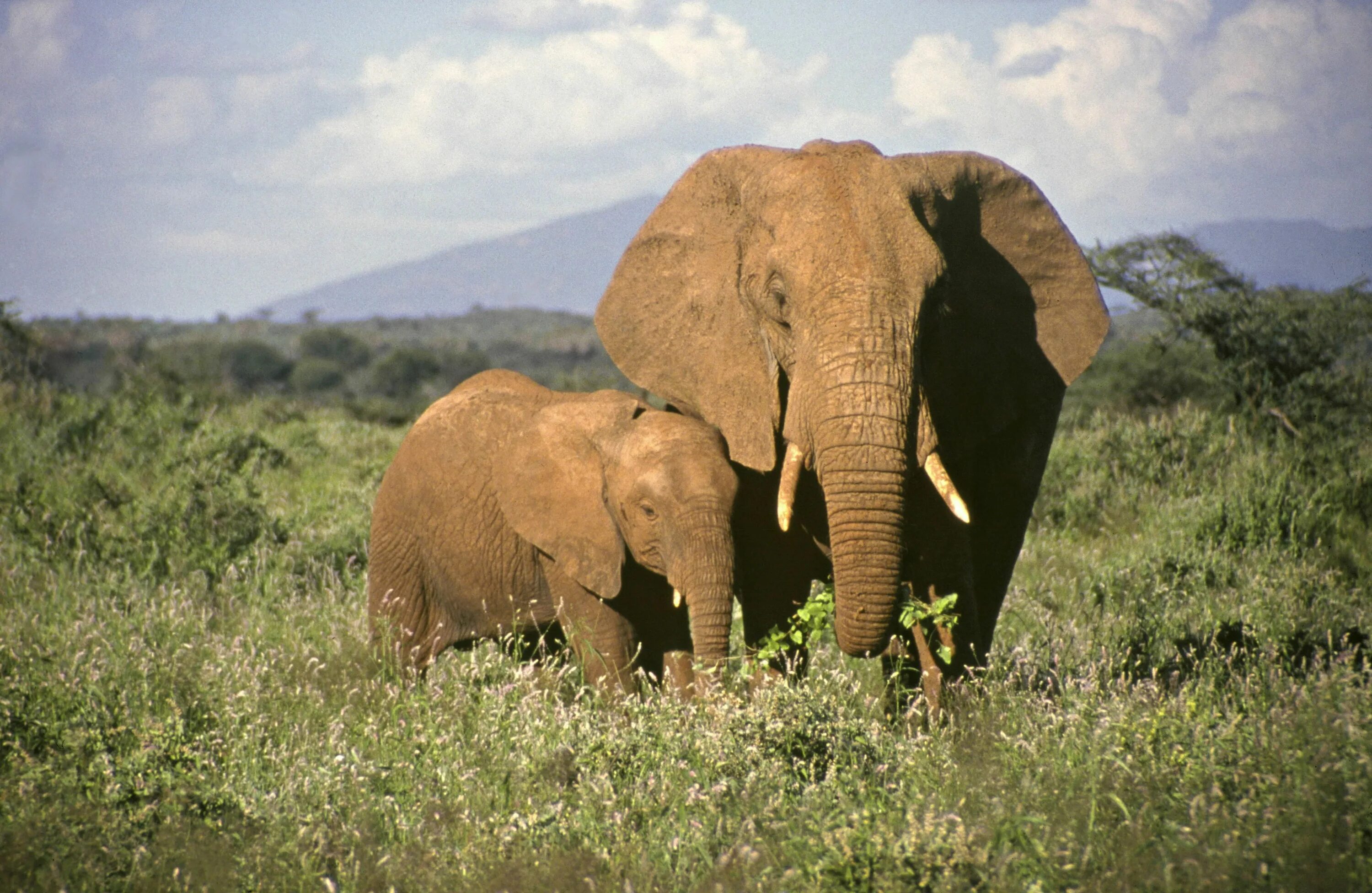 An elephant can t fly. Слон. Африканские слоны. Слон фото. Индийский слон.