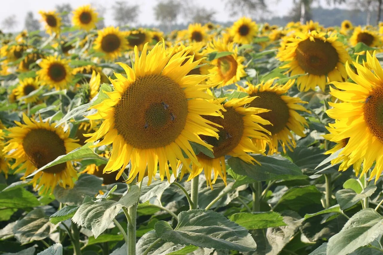 Цветок подсолнечника. Когда цвели подсолнухи подсолнухи цвели. Когда цвели подсолнухи подсолнухи цвели. Семена подсолнечник казачий. Гелиантус подсолнечник декоративный поля.