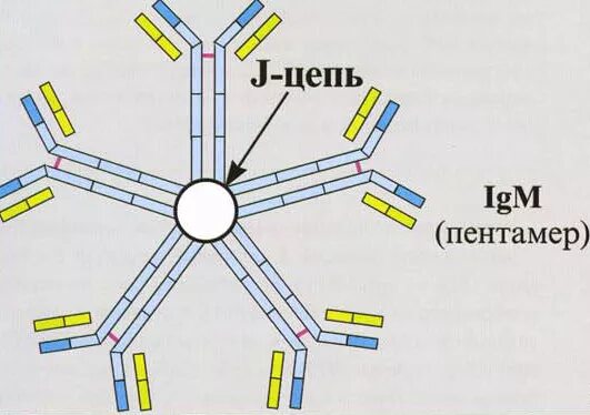 Иммуноглобулин igm igg. IGM строение иммуноглобулина. IGM антитела строение. Иммуноглобулин m строение. Структуры антител IGM.