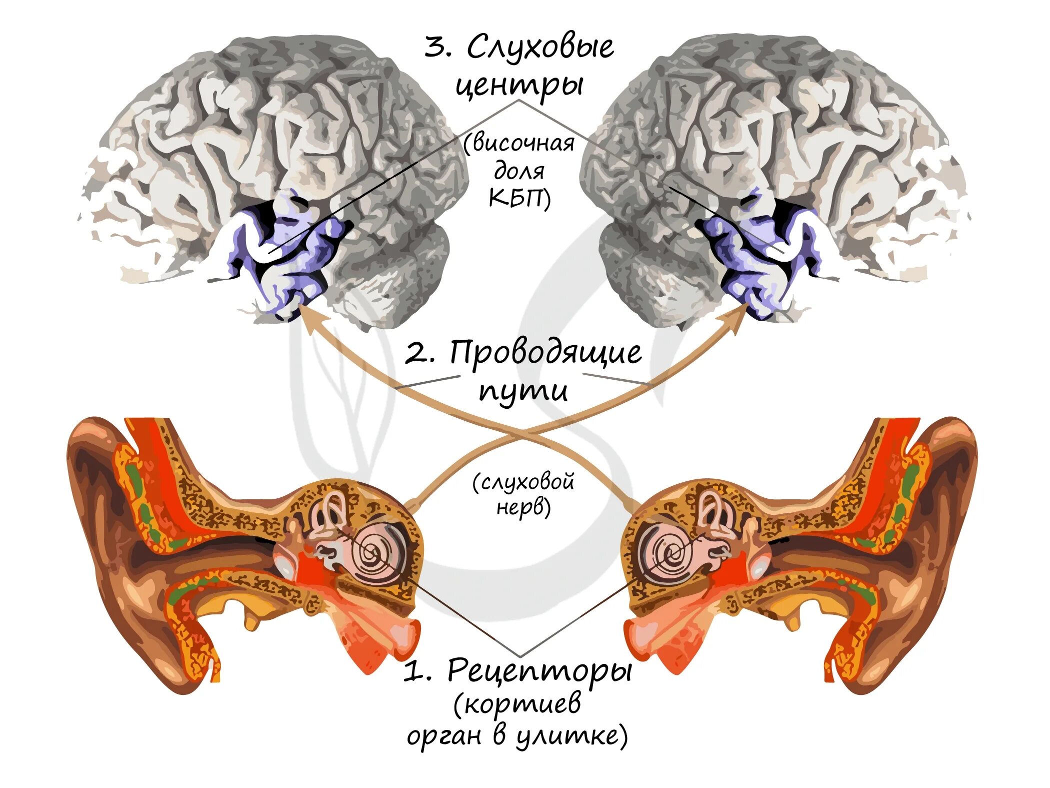 Слуховой нерв в мозге. Строение слухового анализатора мозг. Слуховые рецепторы физиология. Схема рецепторного отдела слухового анализатора. Основные звенья слухового анализатора.