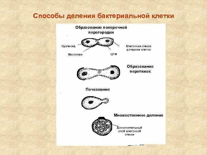 Деление центральной клетки. Бинарное деление бактерий схема. Механизм деления бактериальной клетки. 1. Механизм бинарного деления бактериальной клетки. Схема деления бактериальной клетки.