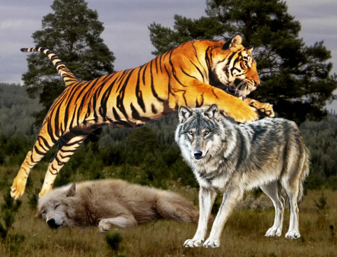 Амурский тигр волк