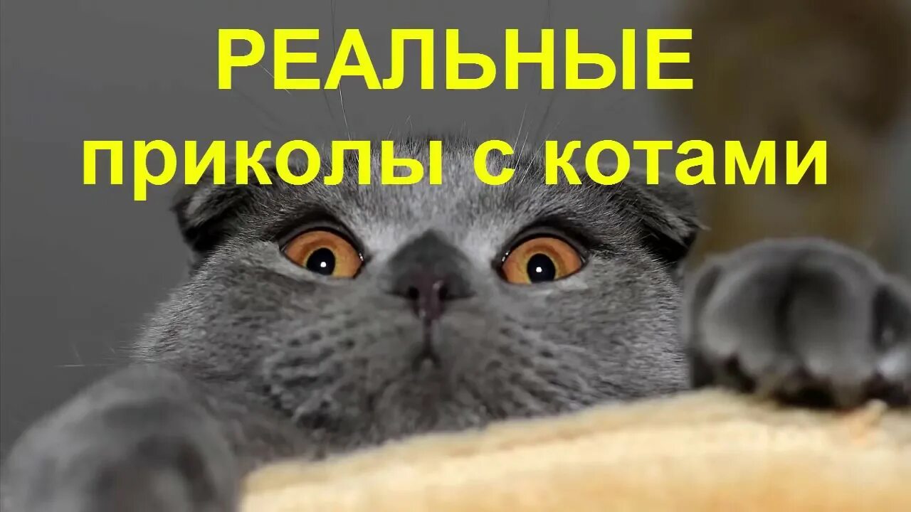 Коты 10 смешных. Коты 10 смешных