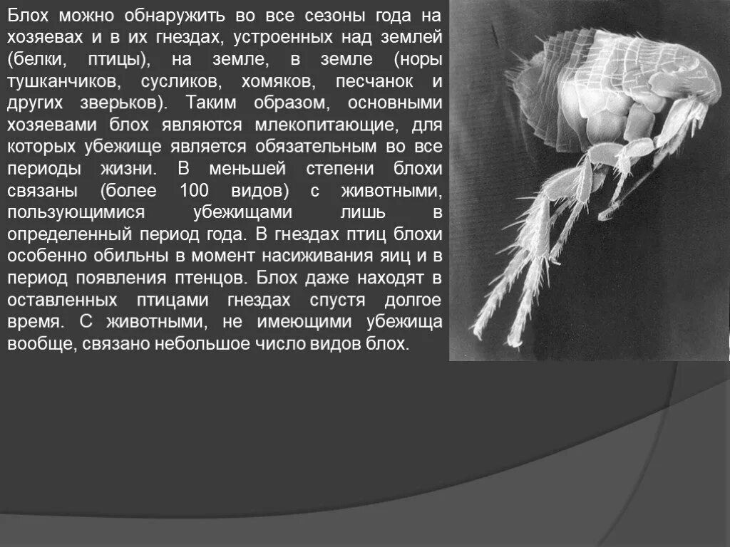 Через сколько погибают блохи. Отряд блохи общая характеристика. блохи презентация. отряд блохи сообщение.