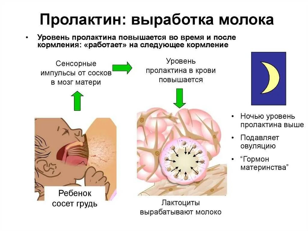 Определение пролактина. Пролактин. Выработка пролактина. Пролактин вырабатывается. Механизм выработки грудного молока.