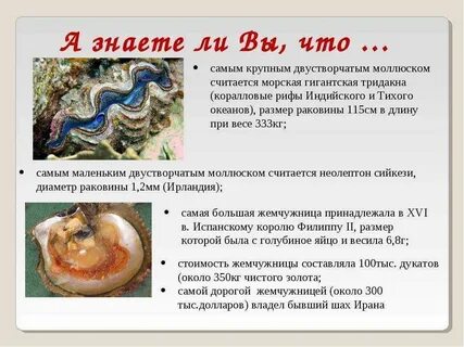 Доклад про моллюсков