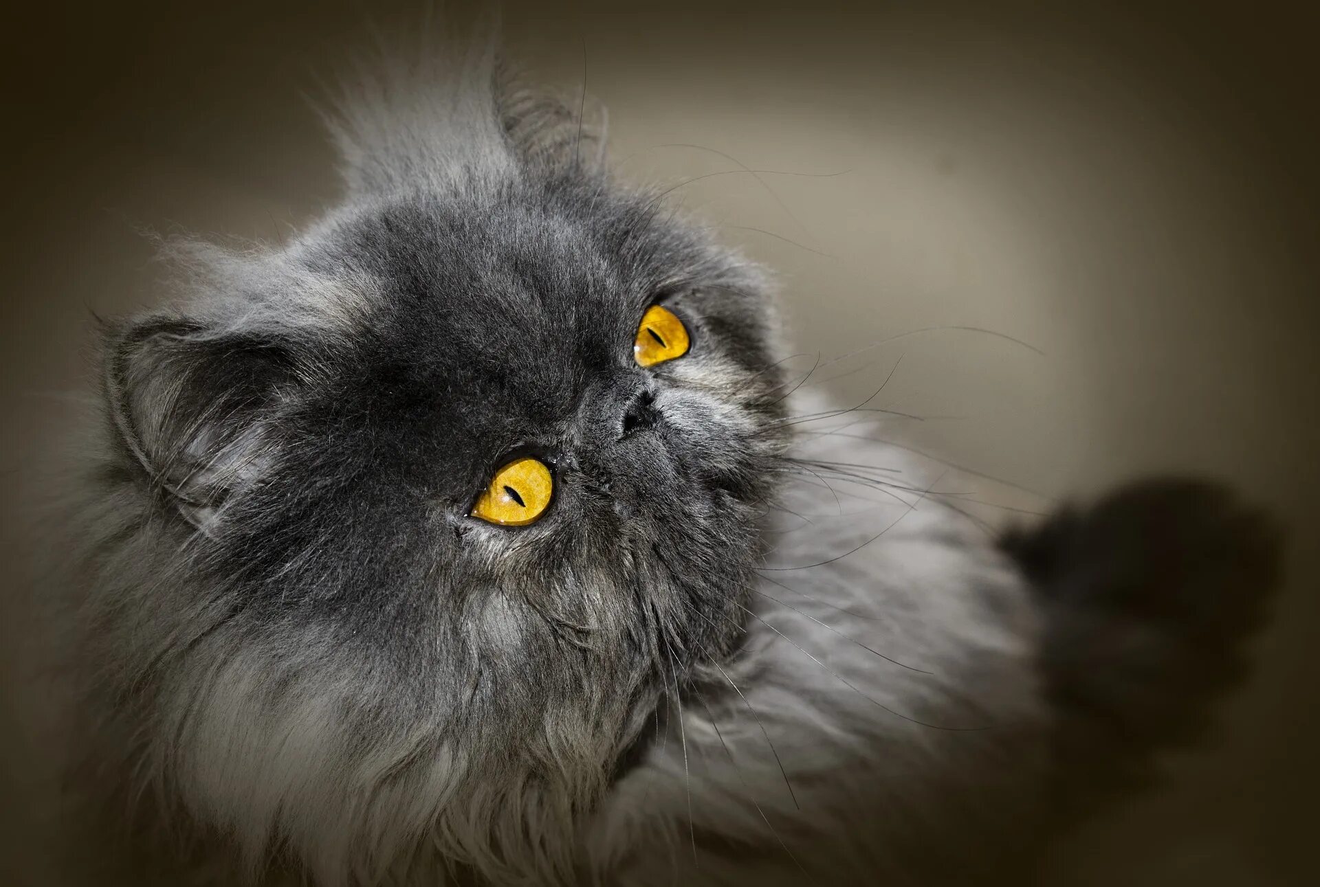 Персидская кошка. Персидская кошка пушистая. Персидский кот дымчатый. Персидская голубая кошка.