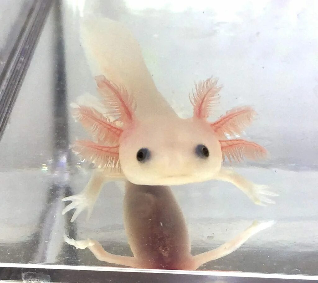 Голубой аксолотль альбинос. Colored axolotl buckets with babies. Саламандра аксолотль. Аксолотль желтый. Игрушка аксолотль leosco.