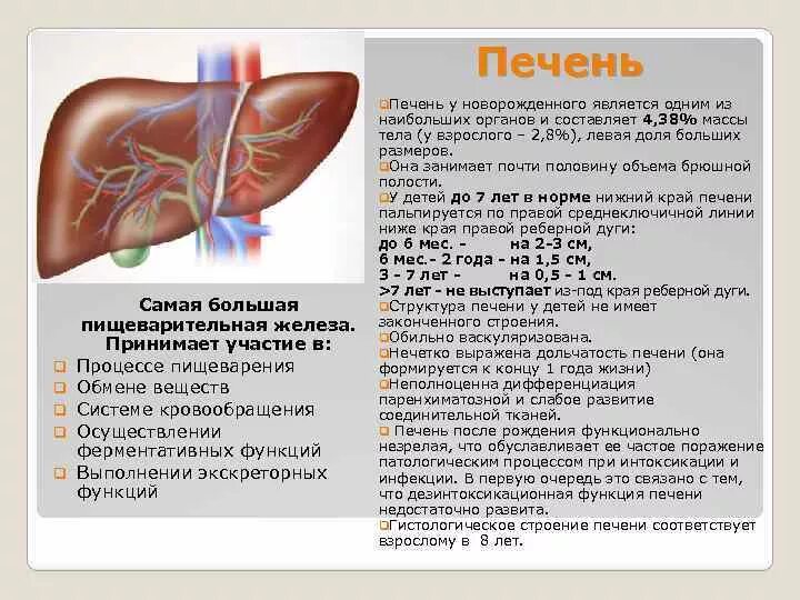 Печень в 3 года