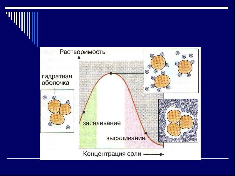 Гидратная оболочка