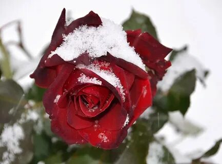 Rose под