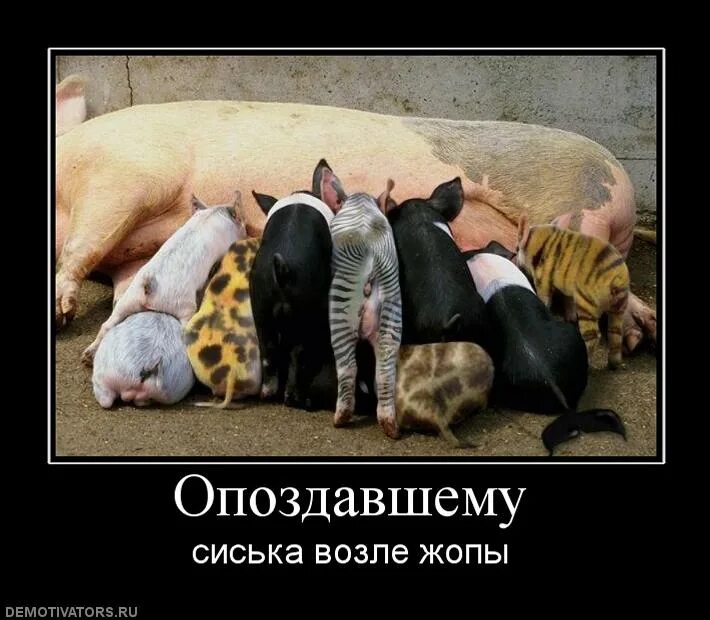 Русский народ свиньи. Русский народ свиньи. Русский народ свиньи. Русский народ свиньи. Смешные шутки про свиней.