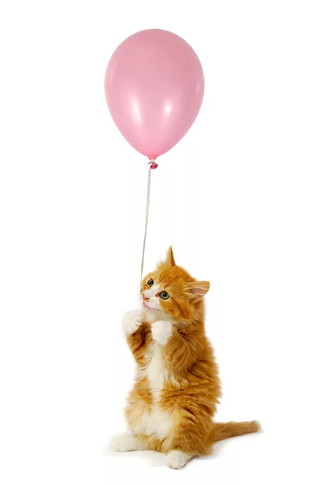 Кошка с воздушными шариками. Котёнок с шариком. Котенок с воздушными шарами. Котик с воздушным шариком.