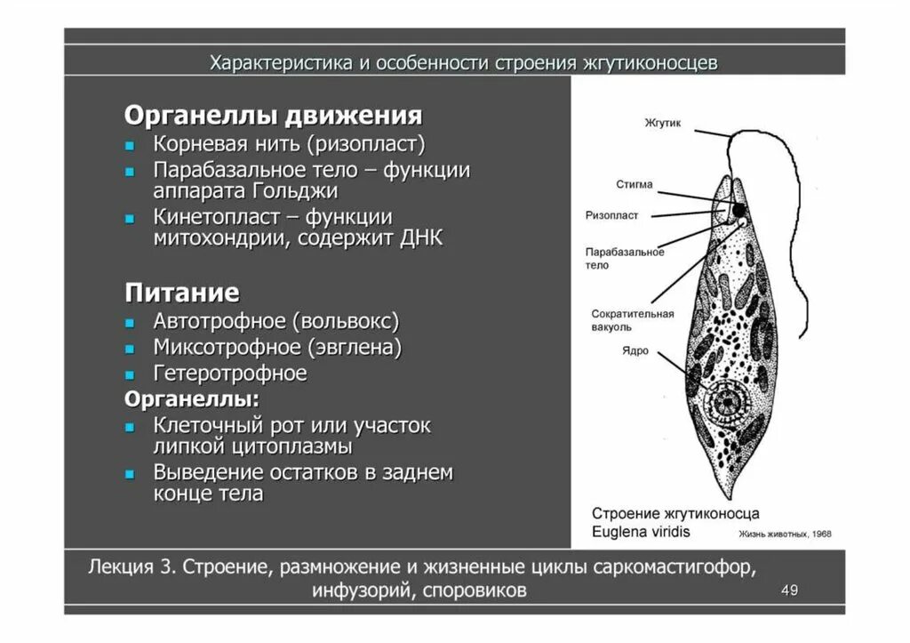 Какой органоид у эвглены зеленой. Органеллы защиты эвглены зеленой. Строение жгутиконосца Бодо. Внешнее и внутреннее строение жгутиконосцев. Строение жгутиконосцев 7 класс.