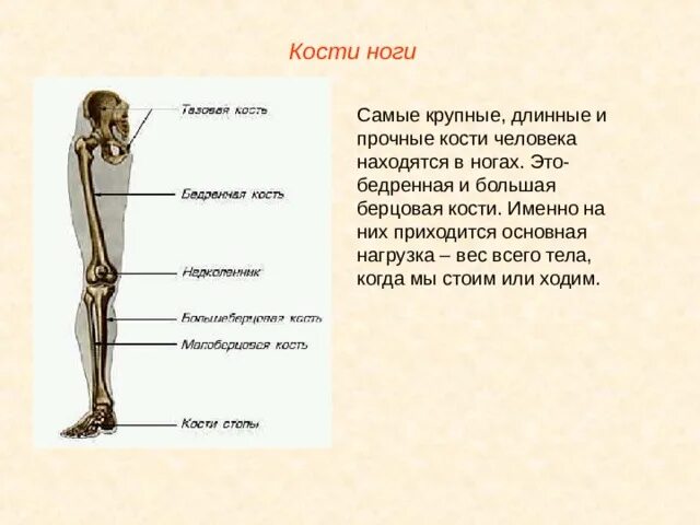 Где находится самый маленький кости