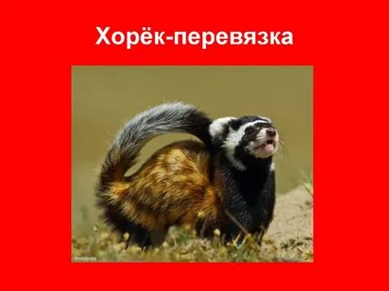 Перевязка занесена в красную книгу или нет