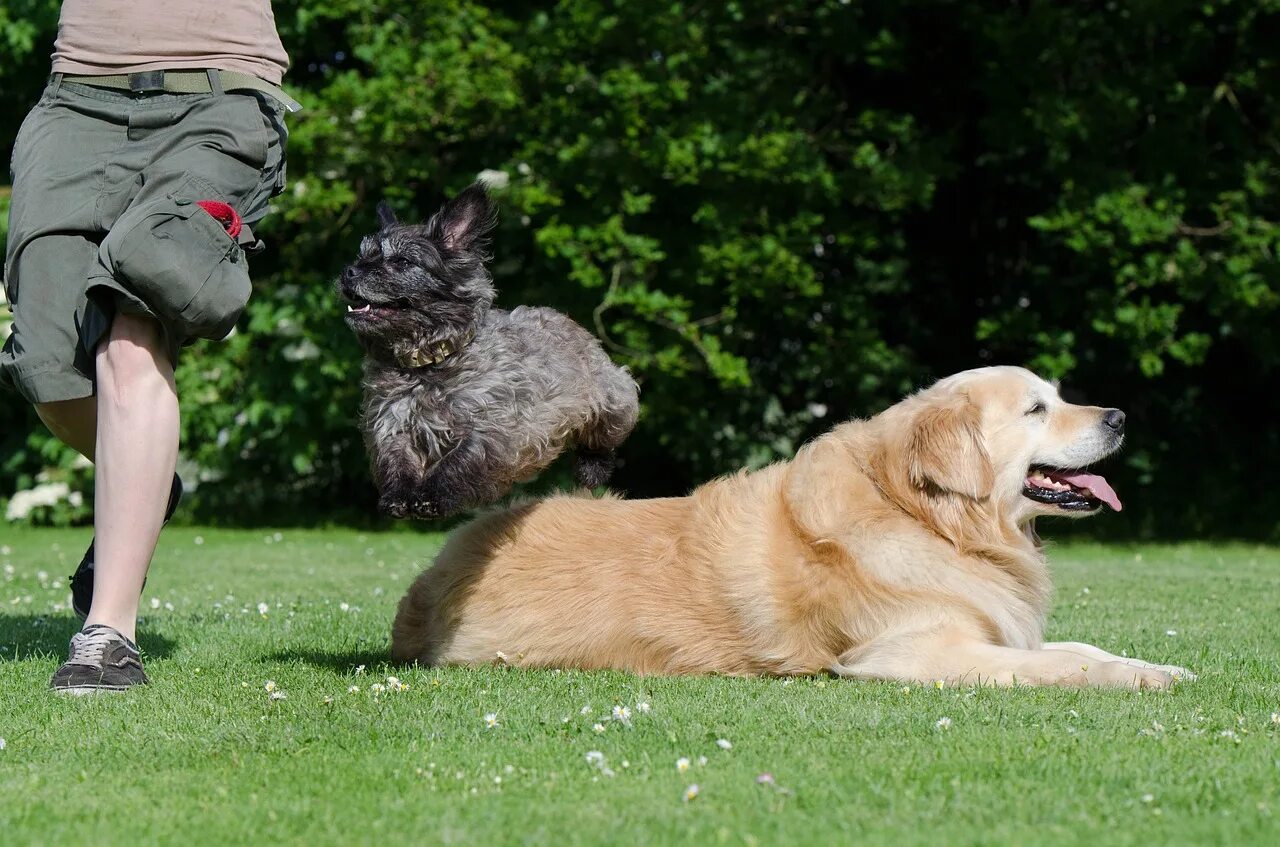 Dog new tricks. Золотистый ретривер дрессировка. Собаки больших пород. Собаку дрессируют. Дрессура собак.