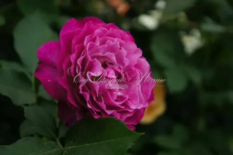 Rosa wild fest