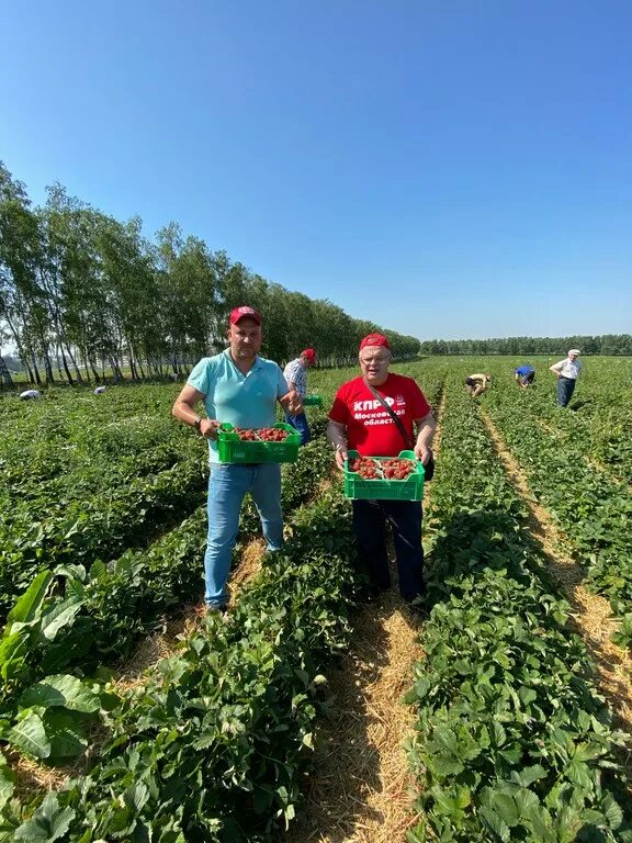 Урожайность ягод. Уборка урожая клубники. Сбор клубники. Совхоз клубники в Подмосковье. Совхоз крестьянин сбор клубники.