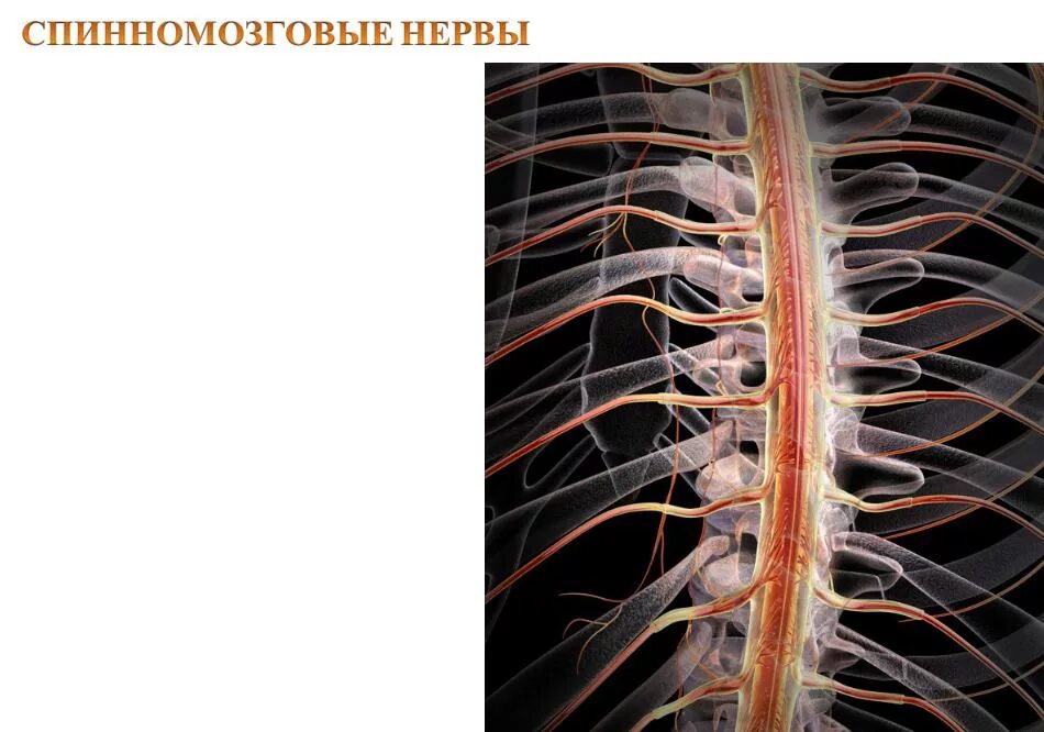 Спинной мозг и спинномозговые нервы. Ганглии Корешков спинного мозга. Спинной мозг спинномозговой нерв. Анатомия спинной мозг спинномозговой нерв.