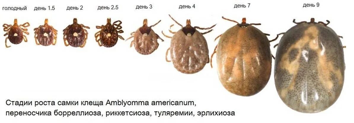 Сколько живет клещ без еды. Энцефалитный клещ самка и самец. Клещ Энцефалитный Размеры самки и самца. Как выглядит клещ Энцефалитный Размеры самки и самца. Как выглядит клещ напившийся крови.