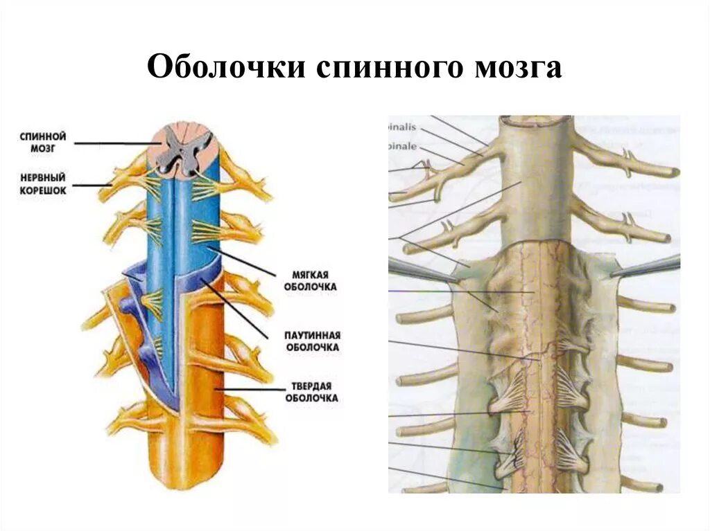 Послойное строение спинного мозга. Твердая оболочка спинного мозга анатомия. Строение твердой оболочки спинного мозга. Строение спинного мозга слои.