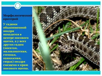Гадюка обыкновенная систематические категории