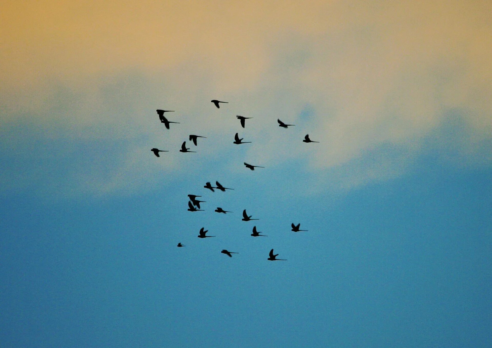 Птицы стаей улетают. Стая птиц. Птицы летающие стаями. Птица летит. Стая птиц в небе.