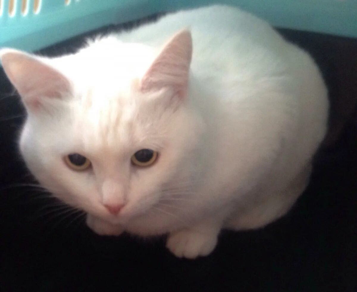 Глухой котенок