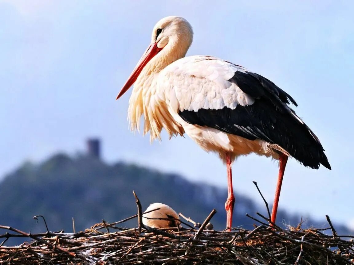 Белый Аист Перелетная птица. Cigogne Blanche. Белый Аист Беларусь. Бусел птица.