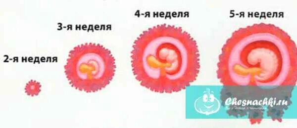 Что происходит на 3 неделе. Эмбрион на 2 недели беременности от зачатия. Эмбрион на 3 неделе беременности. Плод на 3 неделе беременности от зачатия. Эмбрион на 3 недели после зачатия.