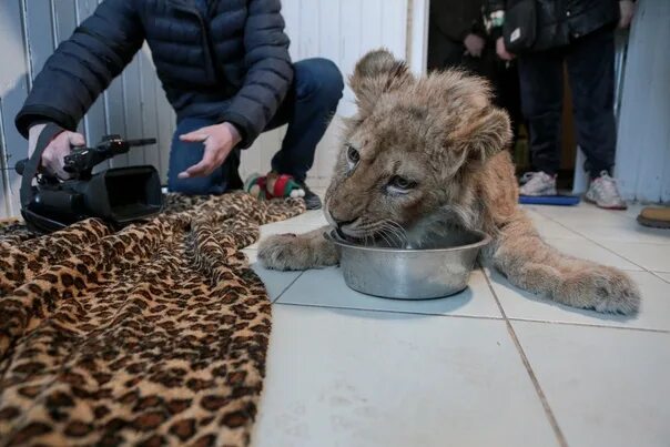 Симба асада и шерхан львята сегодня. Львенок Симба Дагестан. Пермский Львенок внутри.