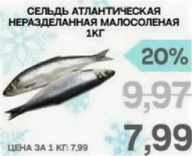 Перл ноябрь 2025 рыбы. Перл ноябрь 2025 рыбы