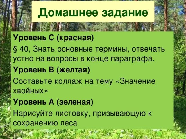 Значение хвойного леса. Роль хвойных растений в природе. Значение хвойных растений в природе и жизни человека. Значение хвойных лесов. Значение хвойных в природе и жизни человека.