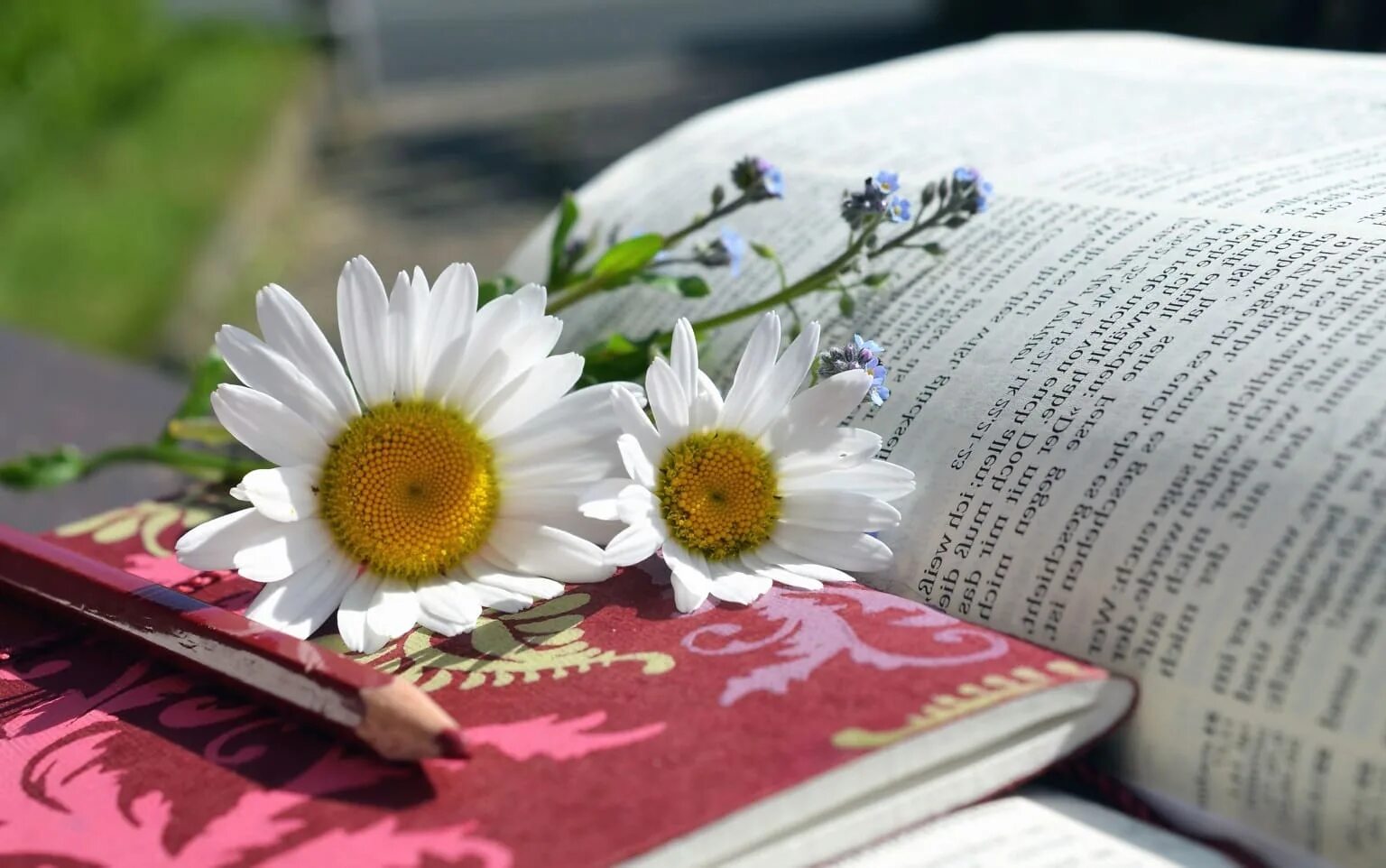 Life is a flower. Книга цветы. Книги и ромашки. Лето с книгой. Поэзия в цветах.