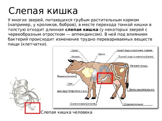 Функции кишечника животных. Слепая кишка кролика. слепая кишка млекопитающих. строение слепой кишки у животных.