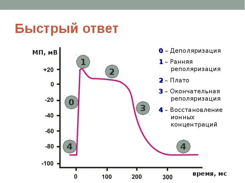 Преждевременная деполяризация желудочков. Деполяризация начальная быстрая реполяризация. быстрая реполяризация физиология. механизм реполяризации. ранняя реполяризация это физиология.