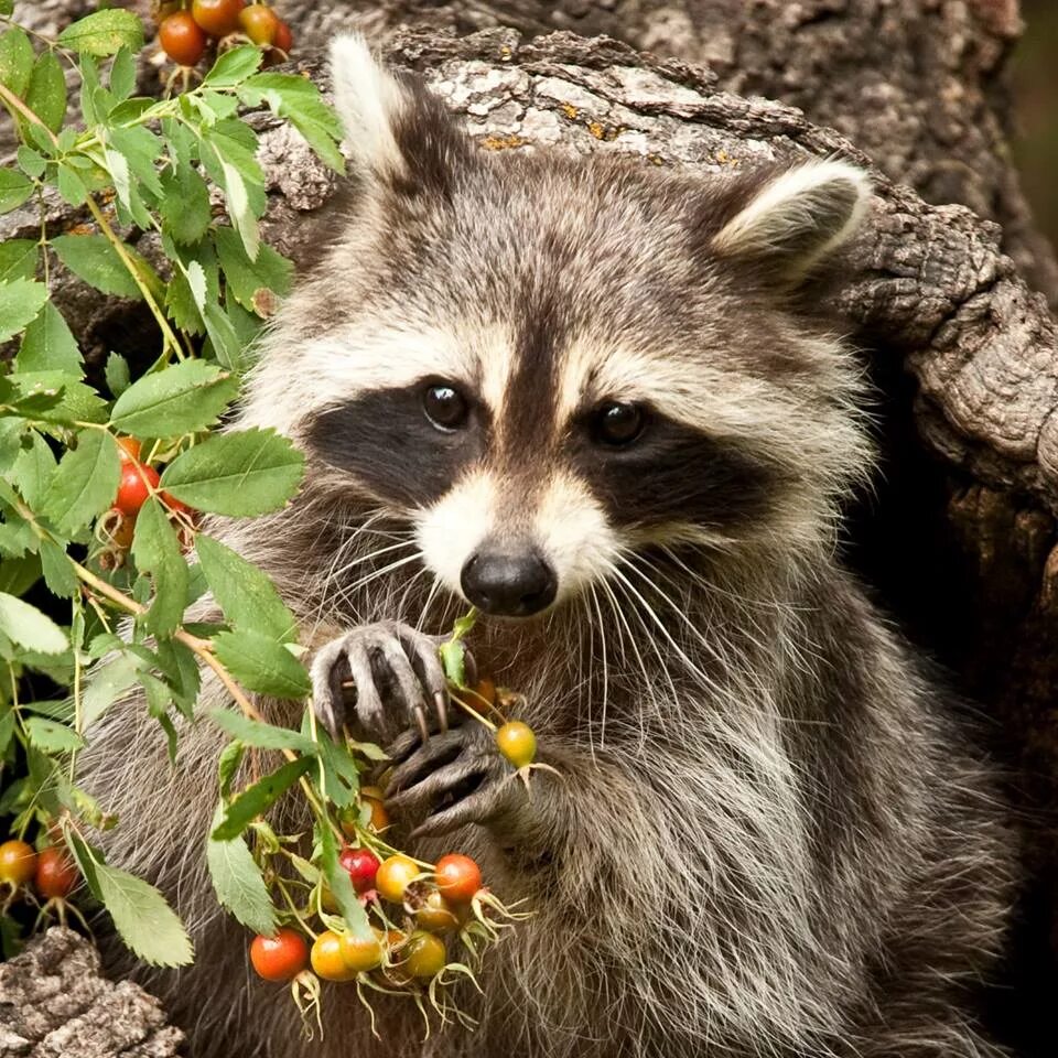 едят ли енотов. енот полоскун ест. енот полоскун ест. енот полоскун питание. среда обитания енота полоскуна.