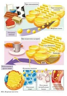Запасы жира