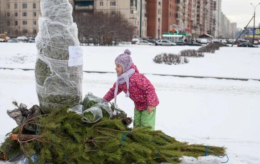 Вынеси елку. Выкинуть елку. Вынести елку. Выносит елку.