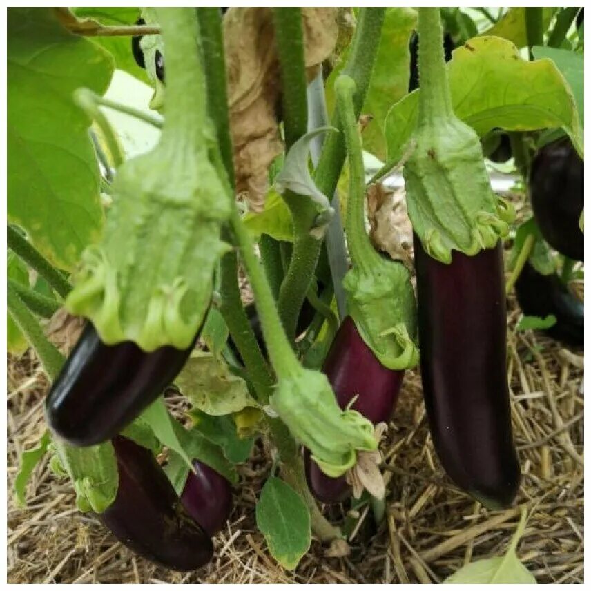 Баклажан черный красавец седек. Сорт черный красавец. Баклажан сорт блэк бьюти. Баклажаны черный красавец описание сорта. Баклажан черный красавец аэлита.