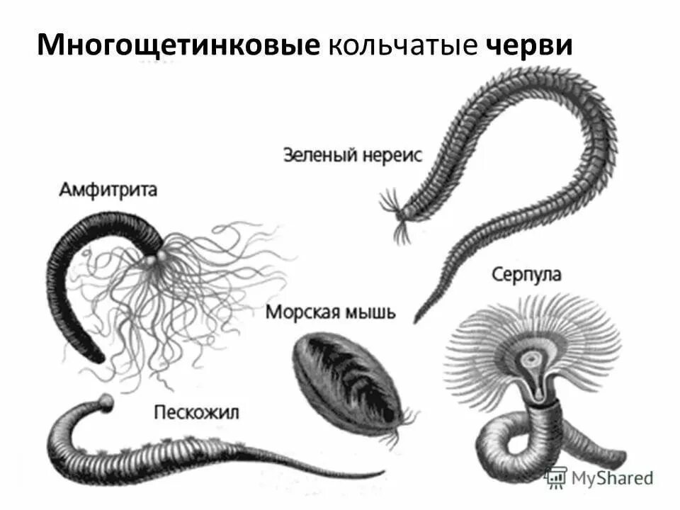 Кольчатые черви представители. Тип кольчатые черви. Кольчатые черви черви представители. Тип кольчатые черви представители. К группе кольчатых червей относятся