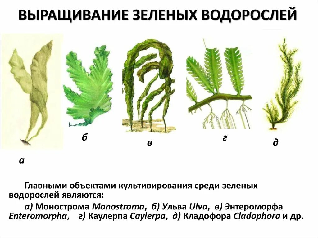 Культивирования водорослей