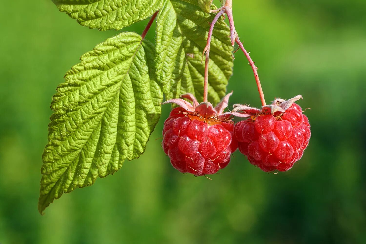 Малина листья лечебные. Малина Rubus idaeus. Таежная малина. Малина обыкновенная ГФ. Малина обыкновенная листья.