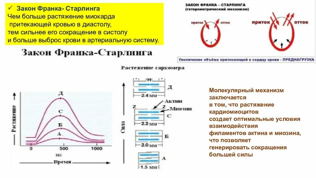 Как называется сокращение сердечной мышцы