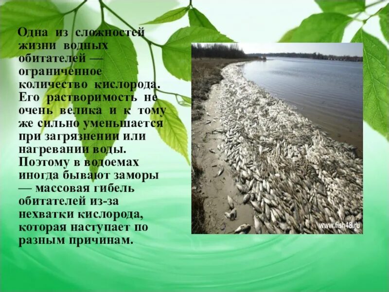 Почему растения в воде испытывают дефицит кислорода. Количество кислорода в водоёме. недостаток кислорода в воде. недостаток кислорода в водоёмахпричины.
