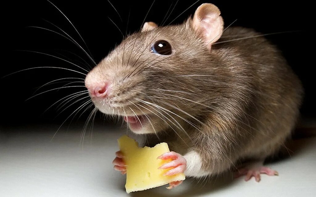 Крыса. Смешные крысы. Крыса улыбается. Крыса смеется.