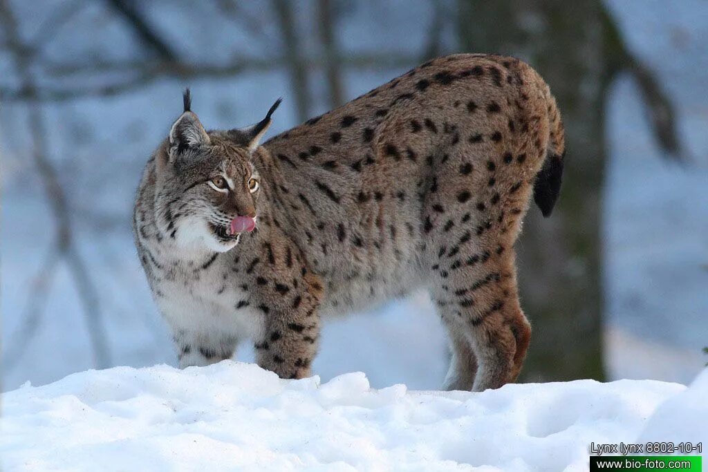 К какому относится рысь. Рысь Линкс. Обыкновенная Рысь Lynx Lynx. Рысь в субтропиках. Рысь в России.