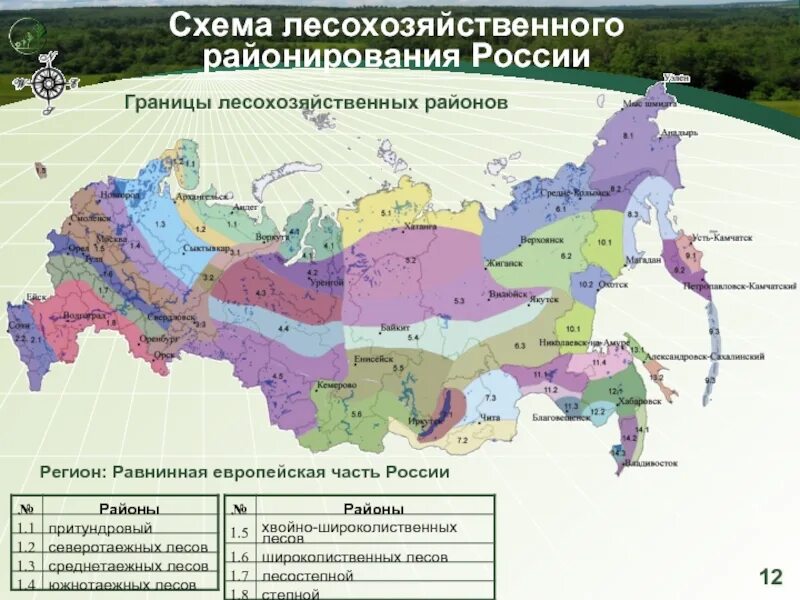 Лесорастительное районирование России. Лесохозяйственное районирование. Лесохозяйственное районирование России. Лесозащитное районирование. Для какого природного региона характерны